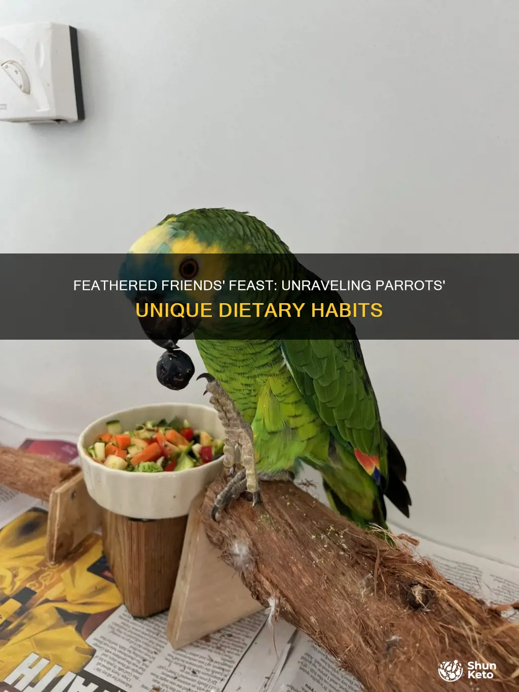 what kind of diet do parrots have