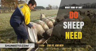 Sheep Diet: What Do They Need to Eat?