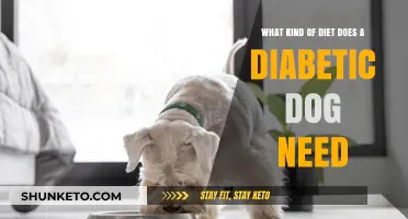 Customizing Your Dog's Diet for Diabetes