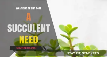 Succulent Care: What Diet Do They Need?