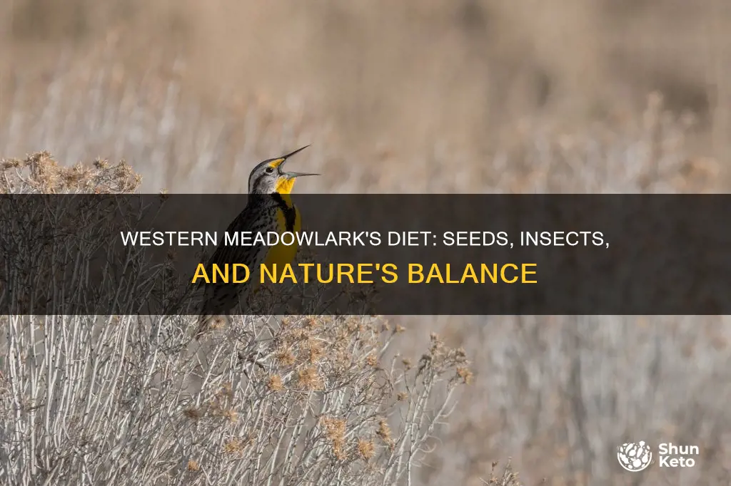 what kind of diet does a western meadowlark have