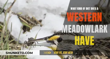 Western Meadowlark Diet: What Do They Eat?