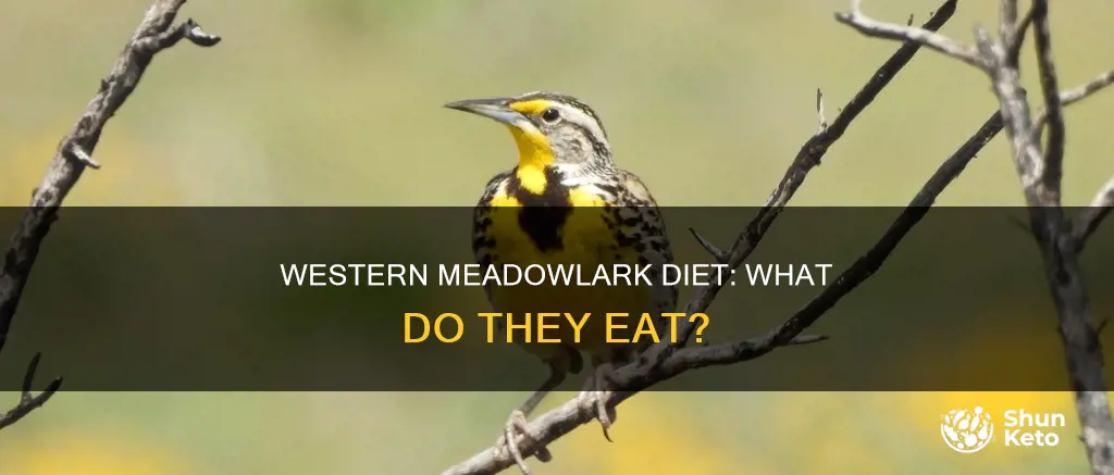 what kind of diet does a western meadowlark have