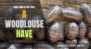 Woodlouse Diet: What Do They Eat?