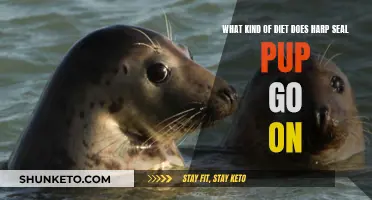 Harp Seal Pup Diet: What and How They Eat