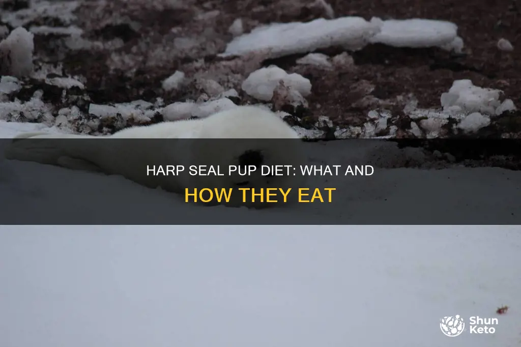 what kind of diet does harp seal pup go on