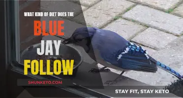 Blue Jay Diet: A Natural Forager's Feast