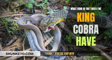 The King Cobra's Diet: A Snake's Culinary Secrets