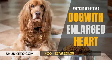 Nutrition for Canines with Heart Enlargement: A Healthy Diet Plan