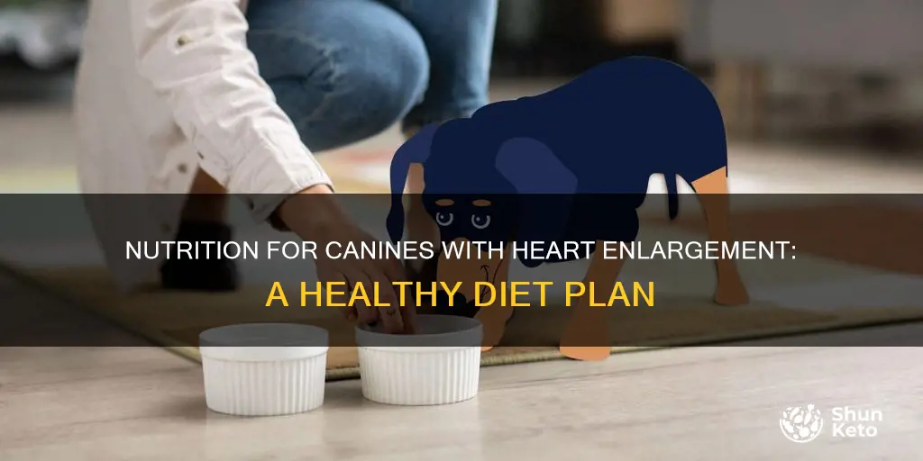 what kind of diet for a dogwith enlarged heart