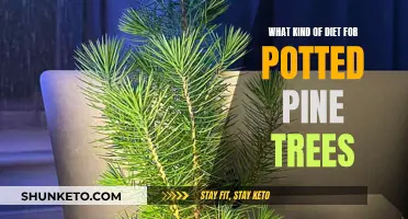 Feeding the Potted Pine: A Guide to Optimal Nutrition