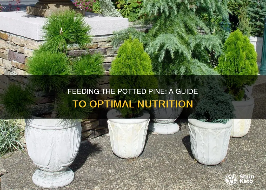 what kind of diet for potted pine trees