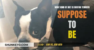 Boston Terriers' Optimal Diet: A Guide to Healthy Eating