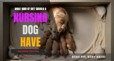 Nursing Dogs' Diet: What's Best for Their Health?
