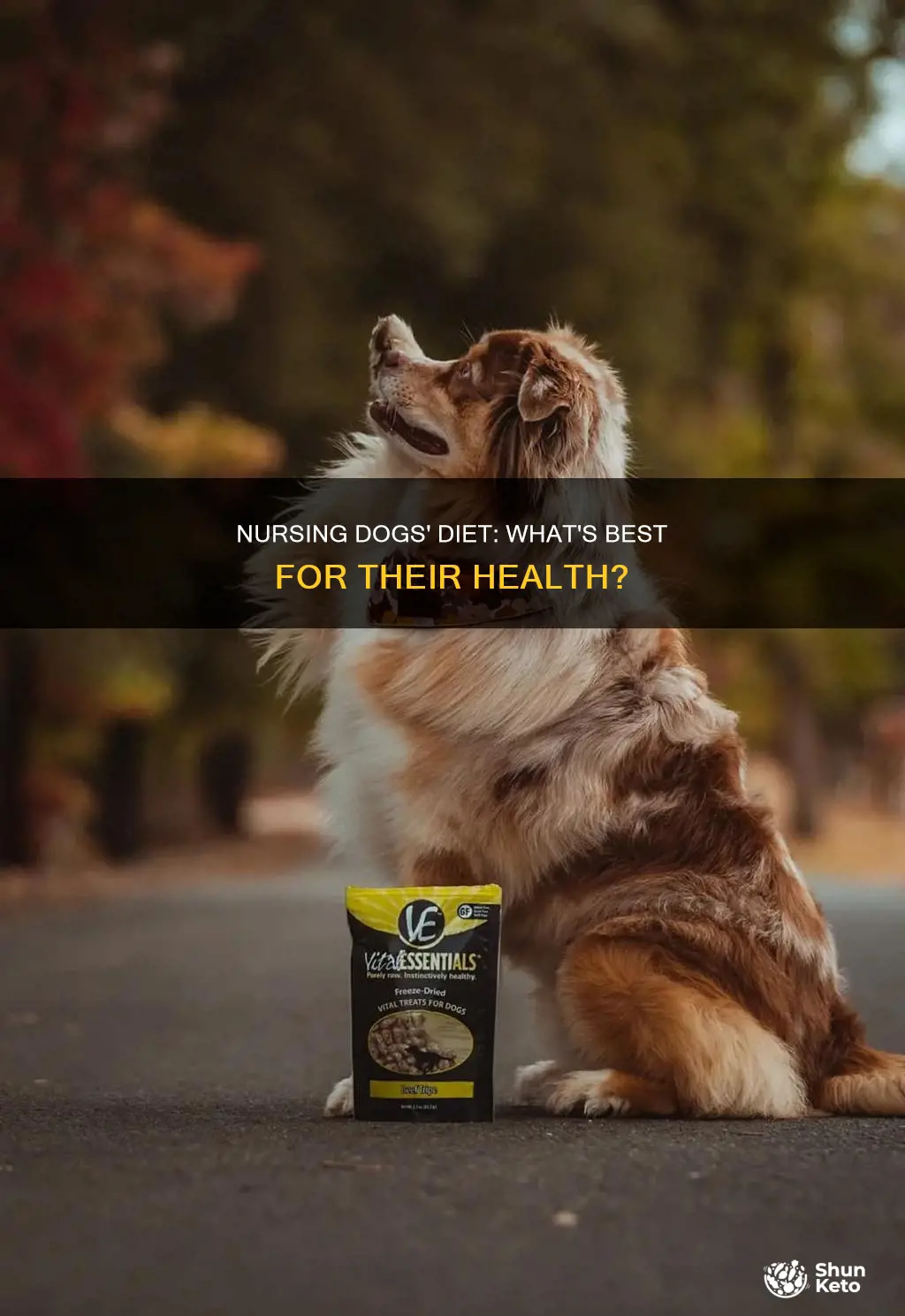 what kind of diet should a nursing dog have