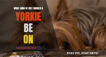 Yorkie Diet: Healthy Eating Guide for Your Tiny Pup