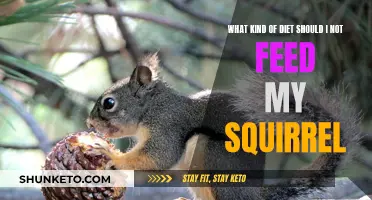 Nutrition Guide: What to Avoid Feeding Your Squirrel