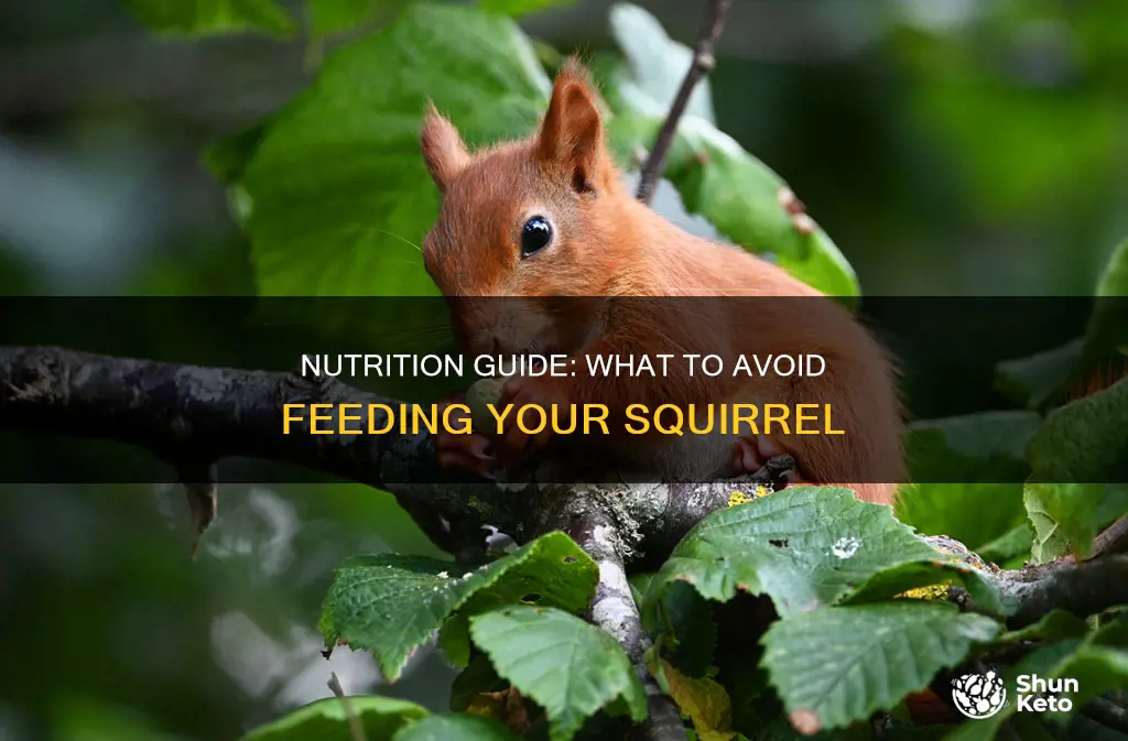 what kind of diet should i not feed my squirrel