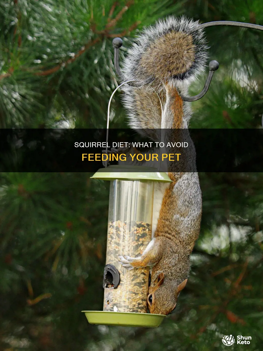 what kind of diet should i not feed my squirrel