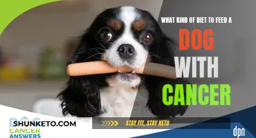 Cancer in Dogs: The Best Dietary Options