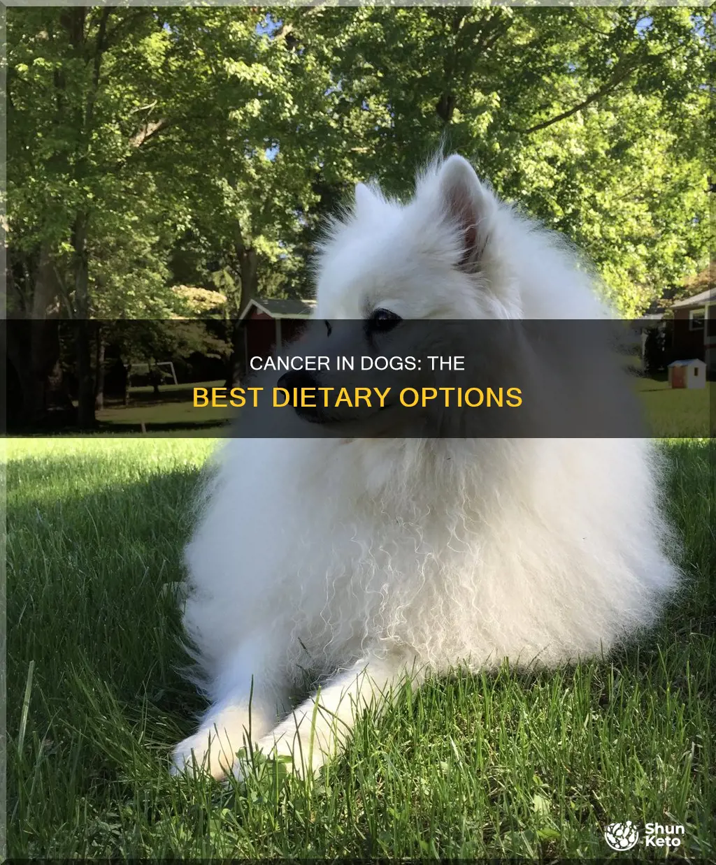 what kind of diet to feed a dog with cancer