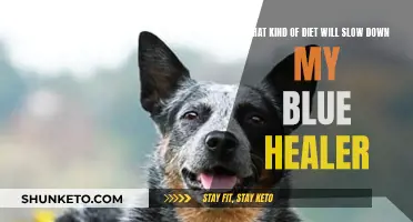 Blue Heeler's Healthy Diet: Slowing Down Aging with Nutrition