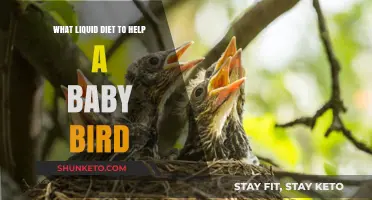 Liquid Diet for Baby Birds: What, When, and How?