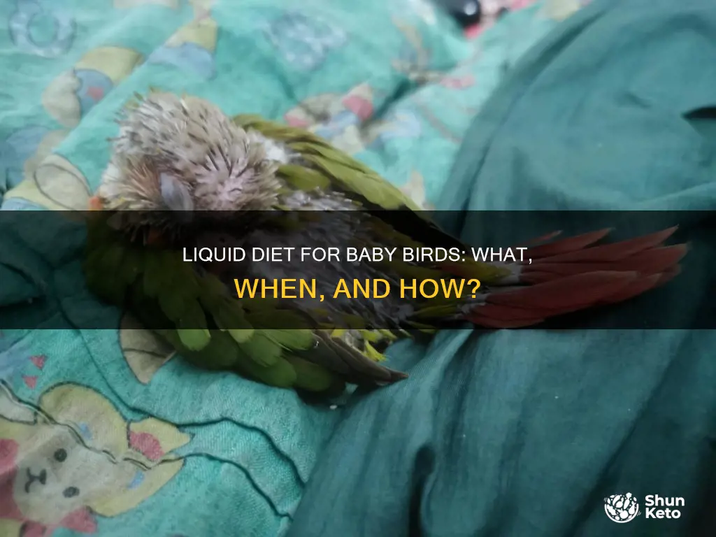 what liquid diet to help a baby bird