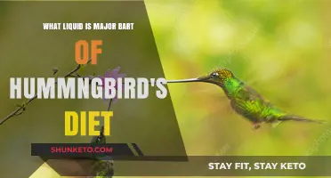 Sweet Treats: Hummingbirds' Liquid Diet Preferences