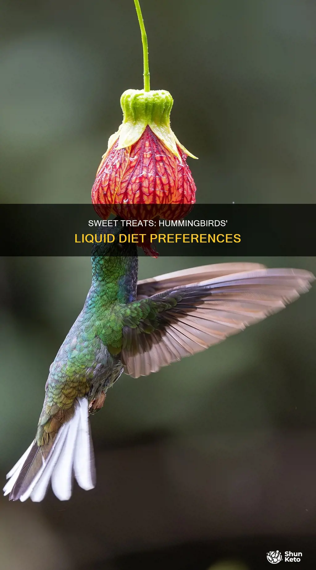 what liquid is major bart of hummngbird
