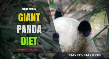 Panda Diet: What Do They Eat?