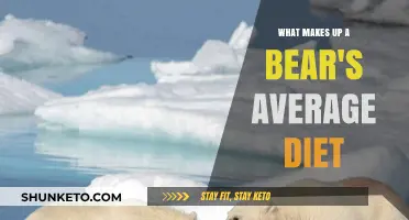 Bear Diet: What Do They Eat?
