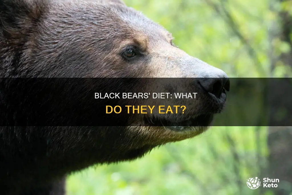 what makes up a black bears diet