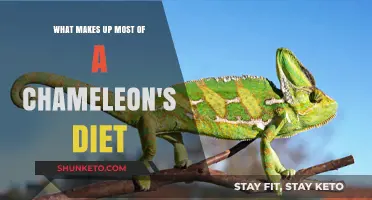 Chameleon Diet: What Do They Eat?