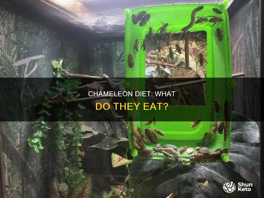 what makes up most of a chameleon