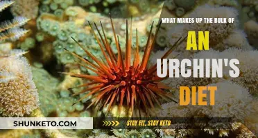 Sea Urchins' Favorite Foods: A Diet Overview