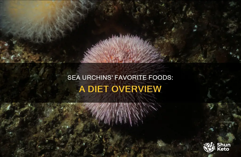 what makes up the bulk of an urchin