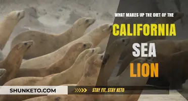 California Sea Lion Diet: What Do They Eat?