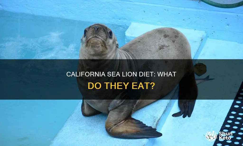 what makes up the diet of the california sea lion