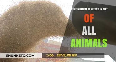 Mineral Magic: What Every Animal Needs