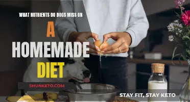 Supplementing Your Dog's Homemade Diet: What Nutrients Are Missing?