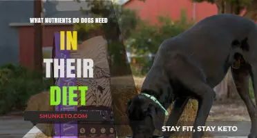 Vital Nutrients: A Balanced Diet for Your Dog's Health