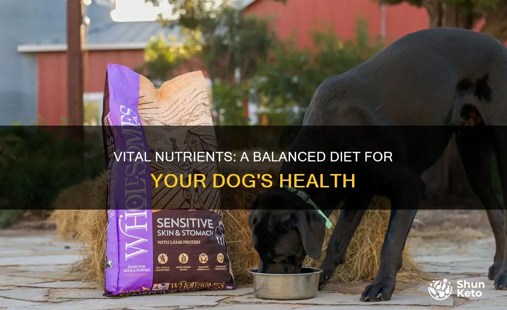 what nutrients do dogs need in their diet