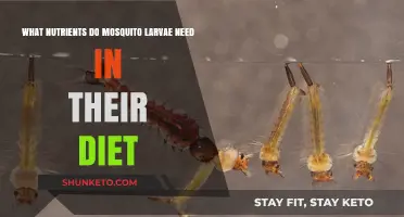 Mosquito Larvae Diet: Essential Nutrients Explained