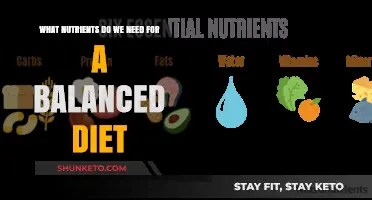Nutrition Basics: Balanced Diet Essentials