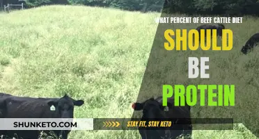 Protein Requirements for Beef Cattle: How Much is Enough?