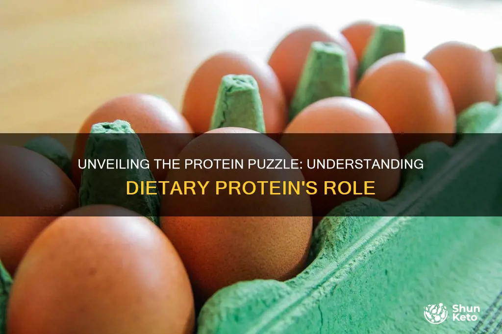 what percent of calories come from protein in us diet