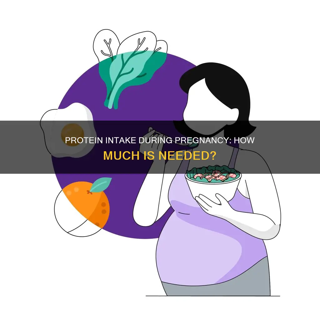 what percent of my diet should be protein pregnancy