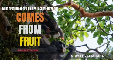 Chimpanzee Fruit Diet: What Percentage of Calories?