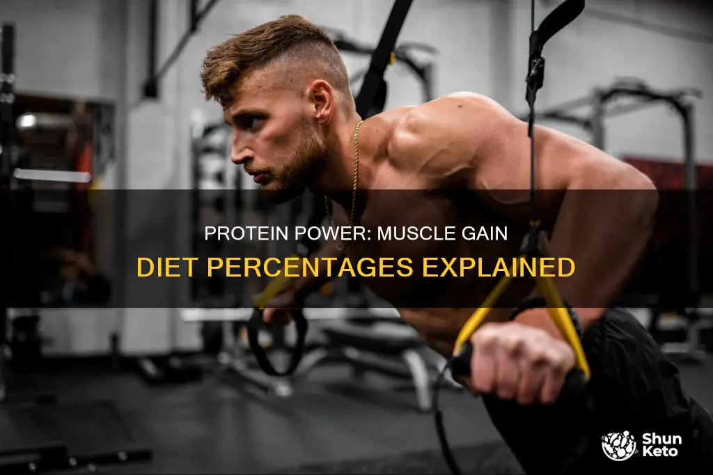 what percentage of diet should be protein for muscle gain